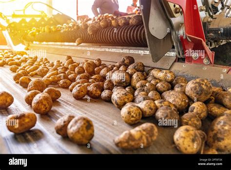 Image result for Small Potato Sorting Machine