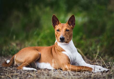 Chiots Basenji Mix Hunk The Basenji Poo Pup, Available! #basenji