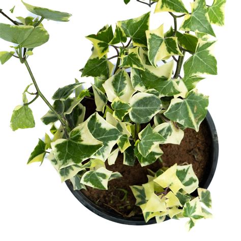 English Ivy Plant