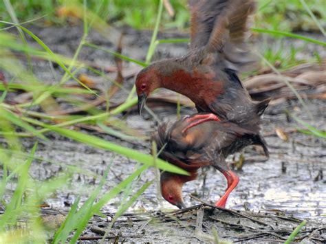 Ruddy-breasted Crake - eBird