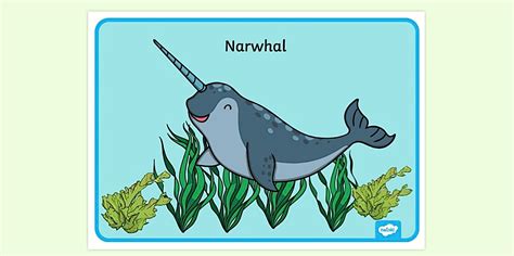 Narwhal Poster for Kids | EYFS and KS1 Resources | Twinkl