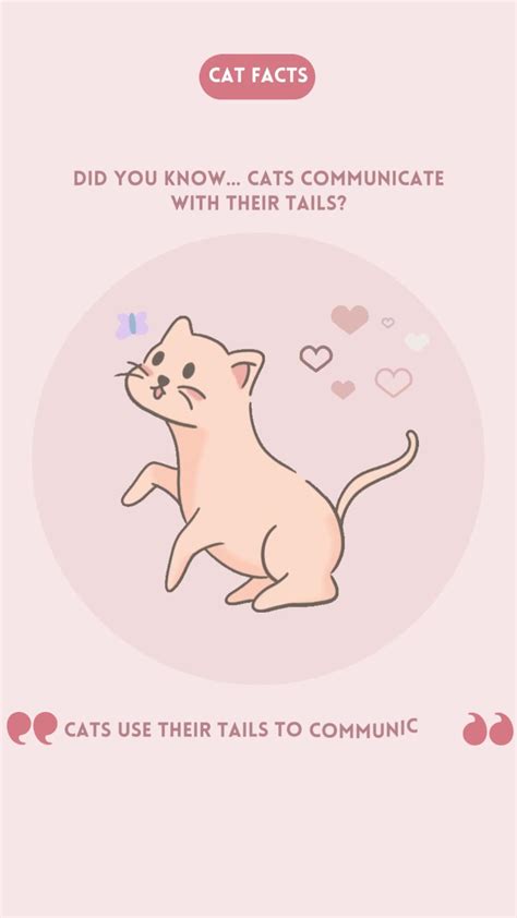 Did You Know Cats Communicate With Their Tails - One News Page VIDEO