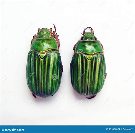 Green Beetles Isolated on White, Chrysina Adelaida Macro Close Up, Collection Beetles Stock ...