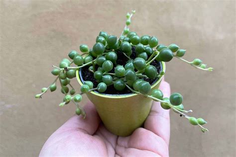 Image result for How to String Pearls