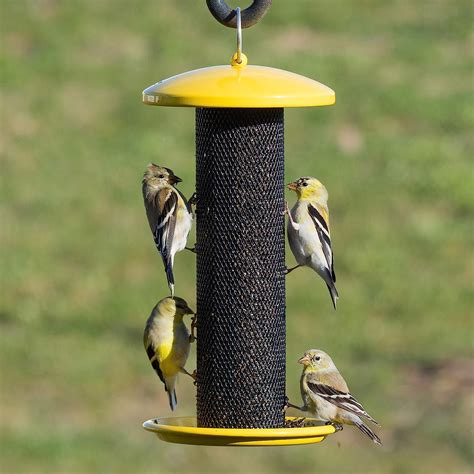 18+ Different Types of Bird Feeders: What Works for You?