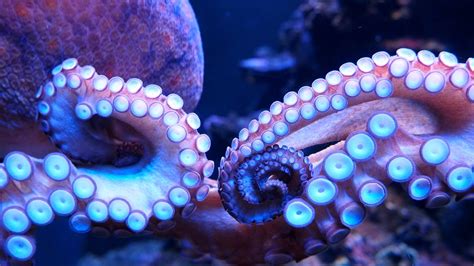 Image result for How Octopus Change Color