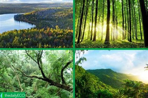 Different Types of Forests - Examples of Forest Types With Photos
