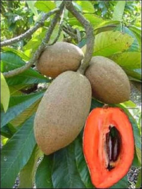 ORIGINAL REAR Mamey Sapote Plant : Amazon.in: Garden & Outdoors