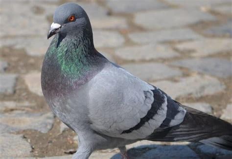 Chip-fitted pigeon caught in Gujarat's Vadodara