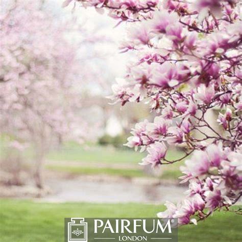 An Article about Magnolias - PAIRFUM London