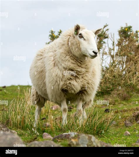 Cheviot sheep, British heritage breed, with thick coat of wool, facing ...