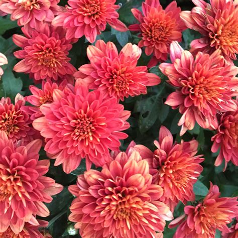 Red Mums in a Vibrant Flower Garden