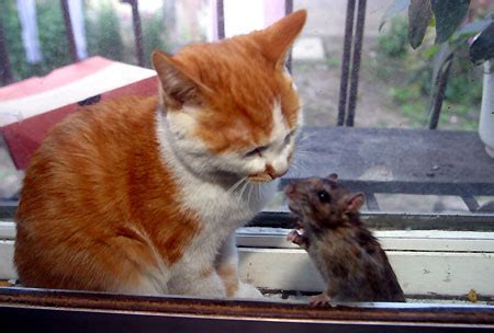 猫和老鼠与福尔摩斯_360百科