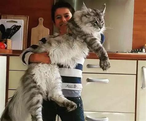 体型最大的猫咪 体型大的猫咪品种_宠物百科 - 养宠客