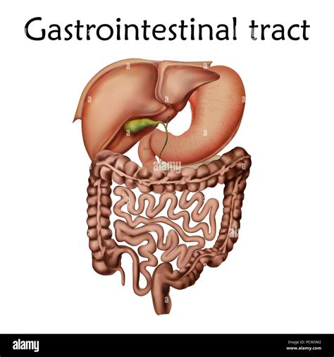 Human gastrointestinal tract, illustration Stock Photo - Alamy