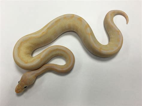 Image result for Spider Ball Python