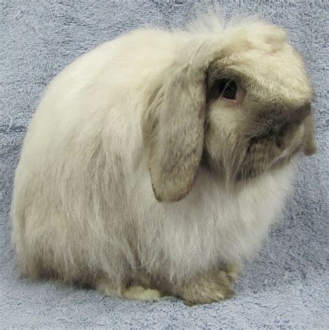 American Fuzzy Lop Rabbit on Blue Towel