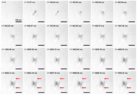 Radiation Damage of Polydimethylsiloxane and Polyimide by X-ray Free ...