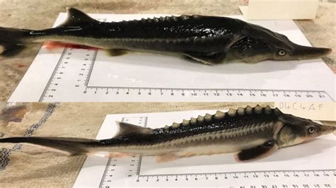 Scientists Accidentally Bred A New Fish Hybrid Called Sturddlefish ...