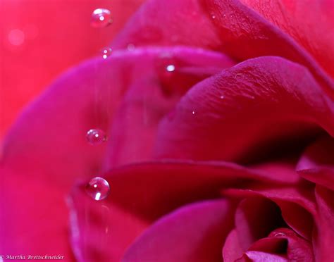 A Few of My Favorite Things - Damselwings | Martha Brettschneider