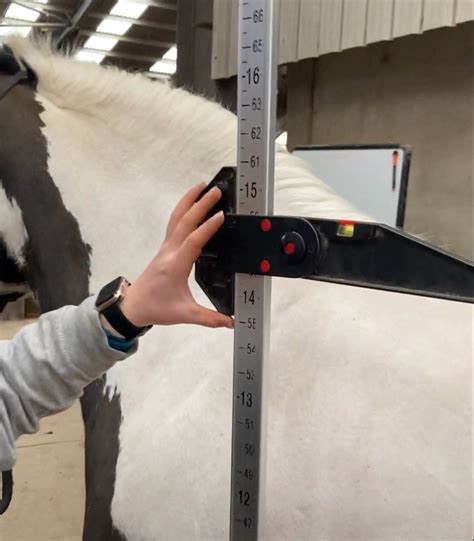 How To Measure A Horse With Hands at Jeremy Burris blog