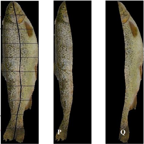 OpenCV Python Split 的图像结果