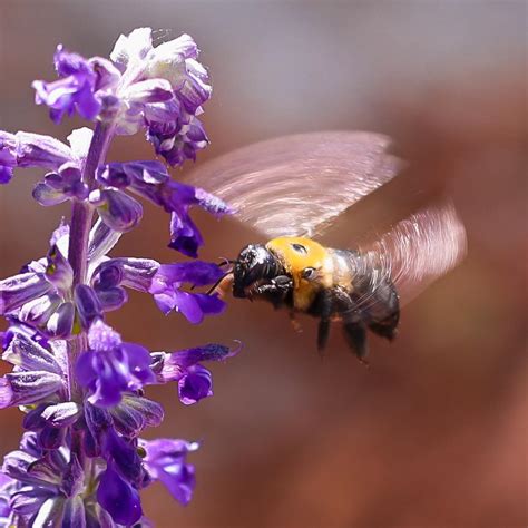 Image result for Spring Season Insects