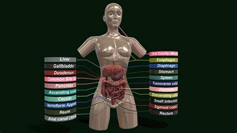 Digestive System Woman 的图像结果