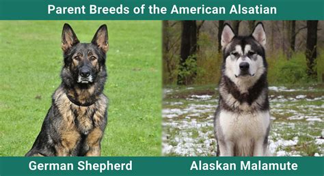 American Alsatian Dog Breed: Care, Temperament & Traits (with Pictures ...