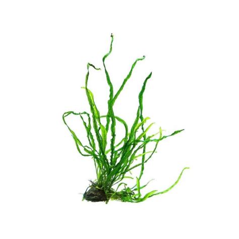 Java Fern Small Leaves at Tip 的图像结果