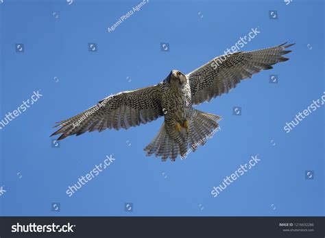 Adult Gyrfalcon Falco Rusticolus Seward Peninsula Stock Photo ...