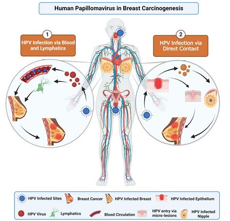 Frontiers | An updated systemic review and meta-analysis on human ...