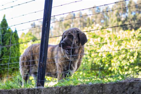 Spanish Mastiff (Mastín Español) – GoofyTails
