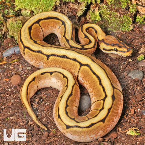 Image result for Spider Ball Python Baby