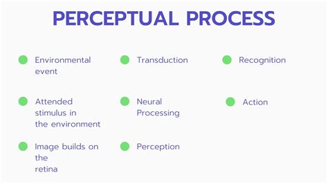 Perception Process Steps Image 的图像结果
