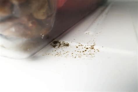 Can Mold Grow In A Freezer? - Tellico Village Home Inspector