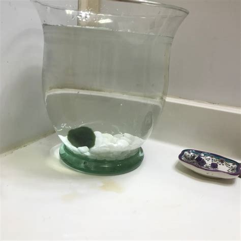 Image result for Java Moss Ball