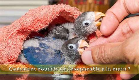 Image result for Elevage Inseparable Conseils