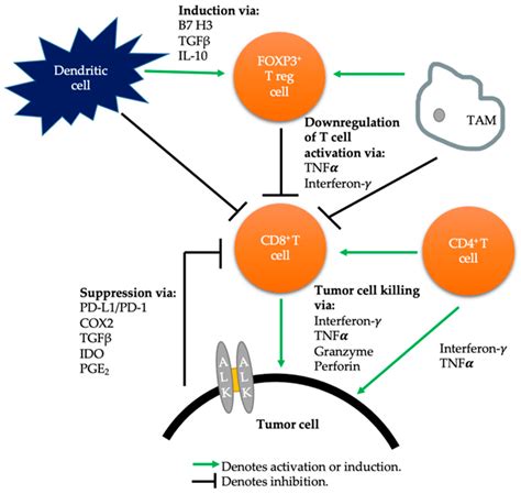 Immunotherapy for ALK-Rearranged Non-Small Cell Lung Cancer: Challenges ...