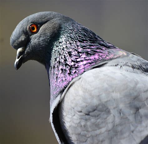 Download Close Up Pigeon Beautiful Birds Wallpaper | Wallpapers.com