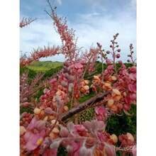 100 Seeds Philippine Cherry Blossom Tree Seeds/Shoes/Plants/Gems ...