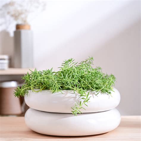 Buy Ugaoo Ceramicurve Two Layer Ceramic Planter - White Online in India ...