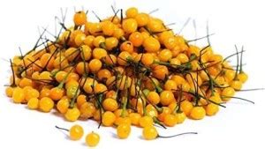 Biosnyg Aji Charapita Chilli Seed Price in India - Buy Biosnyg Aji ...