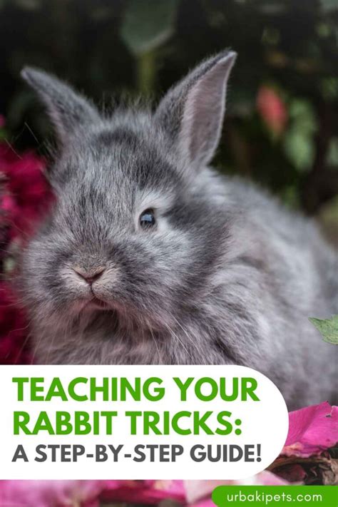 Rabbit Training 的图像结果