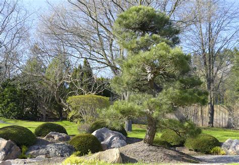 40 Types of Pine Trees You Can Actually Grow (2026)