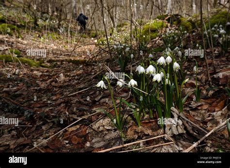 Image result for Spring Snowflake