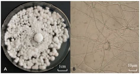 Isolating and Identifying One Strain with Lead-Tolerant Fungus and ...