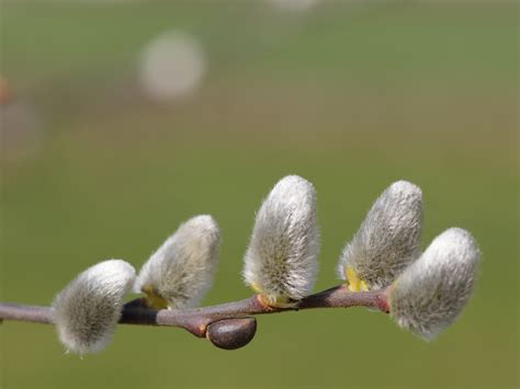 Free Images : tree, nature, grass, branch, blossom, leaf, flower, frost ...