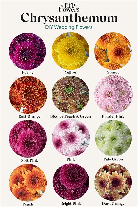 Understanding the Family Tree of Chrysanthemums | Chrysanthemum flower ...