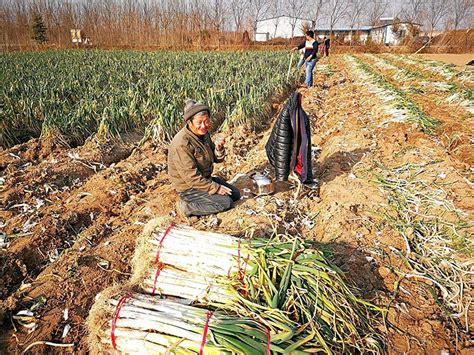 别再说农民不种地了，3个问题不解决，良田变树园的情况可能持续